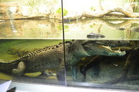 Perth Zoo - Estuarine Crocodile - W.A