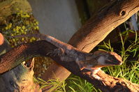 Perth Zoo - Frill - Necked Lizard - W.A