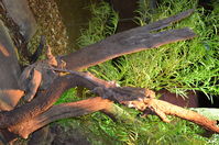 Perth Zoo - Frill - Necked Lizard - W.A