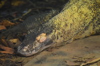 Perth Zoo - Komodo Dragon - W.A