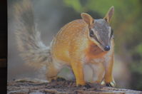 Perth Zoo - Numbat - W.A