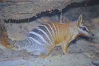 Perth Zoo - Numbat - W.A