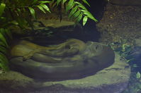 Perth Zoo - Olive Python - W.A