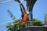 Perth Zoo - Orangutan - W.A