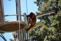 Perth Zoo -Orangutan - W.A