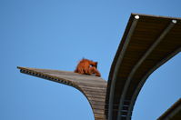 Perth Zoo -Orangutan - W.A