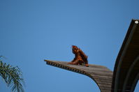 Perth Zoo - Orangutan - W.A