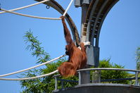 Perth Zoo - Orangutan -W.A