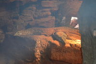 Perth Zoo - Perentie - W.A