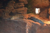 Perth Zoo - Perentie - W.A