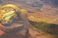 Perth Zoo - Perentie - W.A