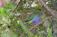 Perth Zoo - Red - Capped Parrots - W.A