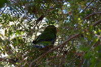 Perth Zoo - Red - Capped Parrots - W.A
