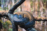 Perth Zoo - South western Carpet Python - W.A