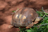 Perth Zoo - W.A