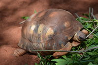 Perth Zoo - W.A