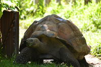 Perth Zoo - W.A