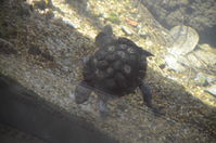 Perth Zoo - Western Swamp Turtles - W.A