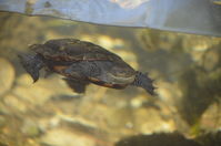 Perth Zoo - Western Swamp Turtles - W.A