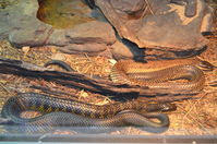 Perth Zoo - Western Tiger Snakes - W.A