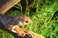 Perth Zoo - Frill - Necked Lizard - W.A