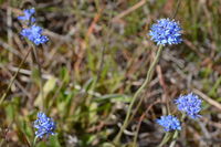 Pin Cushion - Berringa Sanctuary 