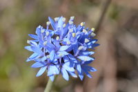 Pin Cushion - Berringa Sanctuary 