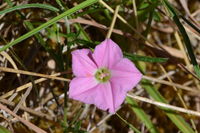 Pink Bindweed - Berringa Sanctuary 