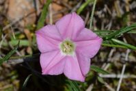 Pink Bindweed - Berringa Sanctuary 