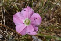 Pink Bindweed - Berringa Sanctuary 