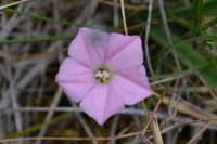 Pink Bindweed - Berringa Sanctuary