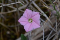 Pink Bindweed - Berringa Sanctuary