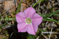 Pink Bindweed - Berringa Sanctuary