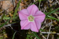 Pink Bindweed - Berringa Sanctuary