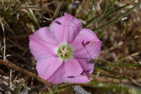 Pink Bindweed - Berringa Sanctuary