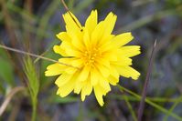 Plains Yam Daisy - The Block Sanctuary Berringa 