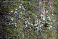 Plant - Berringa Sanctuary