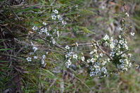 Plant - Berringa Sanctuary