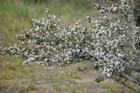 Plant - Berringa Sanctuary