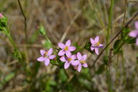 Plant - Berringa Sanctuary