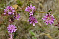 Plant - Berringa Sanctuary 