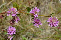 Plant - Berringa Sanctuary 