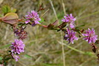 Plant - Berringa Sanctuary 