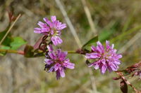 Plant - Berringa Sanctuary 