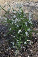 Plant - Berringa Sanctuary 