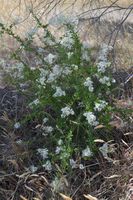 Plant - Berringa Sanctuary 