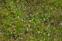 Poison Lobelia - The Block Sanctuary Berringa 