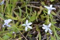 Poison Lobelia - The Block Sanctuary Berringa 