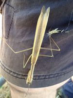 Pray Mantis - Berringa Sanctuary