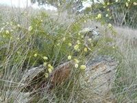 Prickly Moses - Beringa Sanctuary